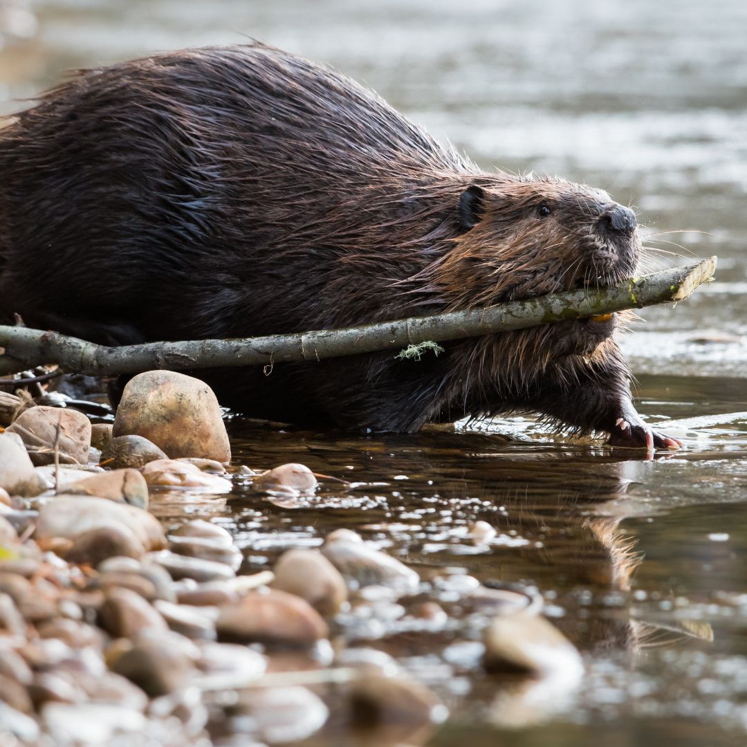 image of a beaver carrying a stick