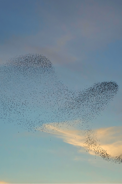 murmuration of birds