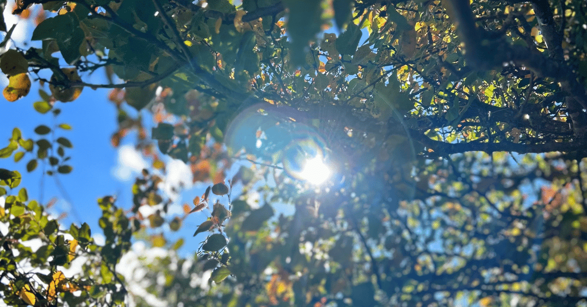 image of sunlight filtering through the leaves on a tree