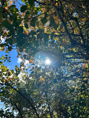 image of sunlight coming through the leaves on a tree