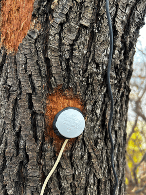 image of a tree with a heartmath sensor