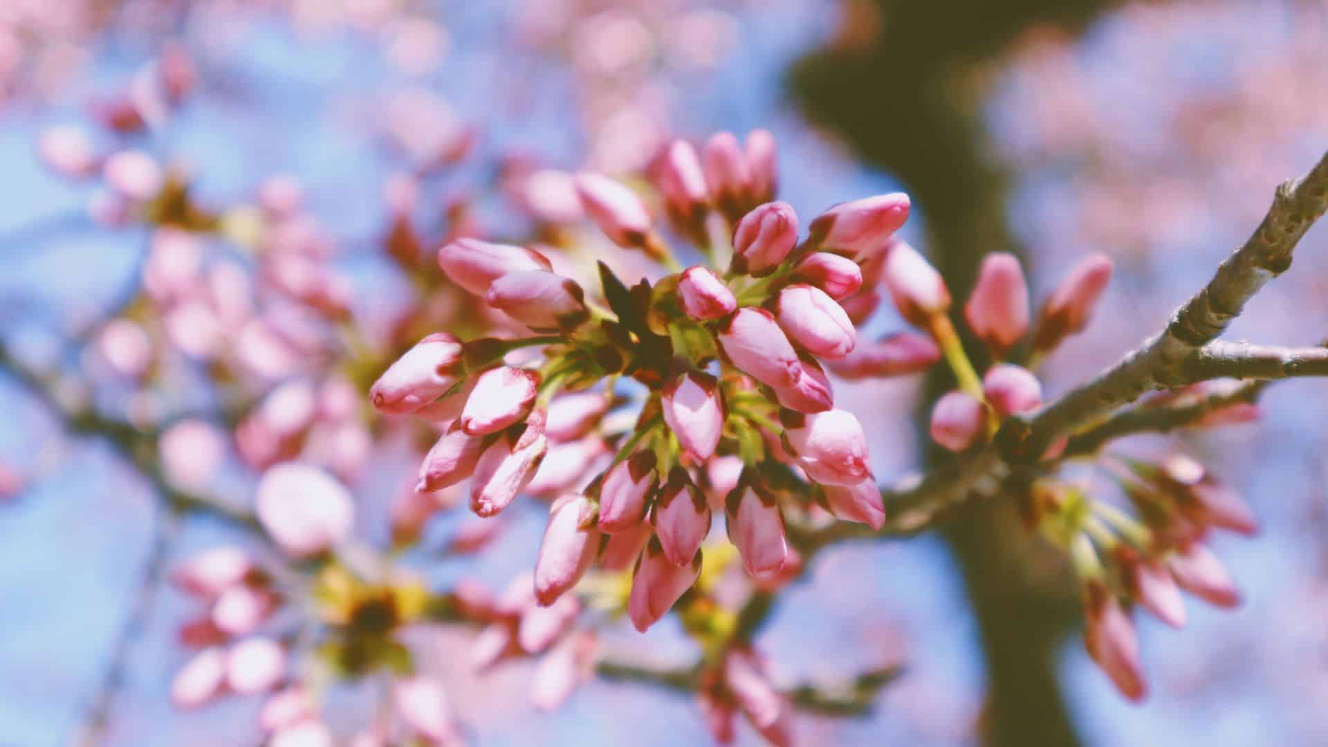 pink buds on a tree beginning to blossom