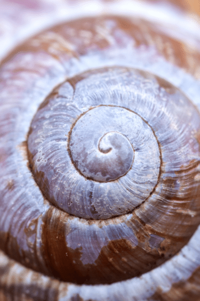 image of a shell with a swirl