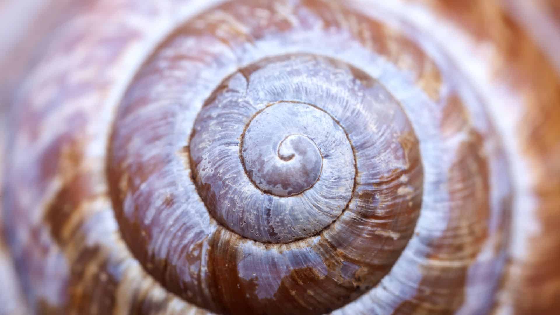 image of a spiral shell