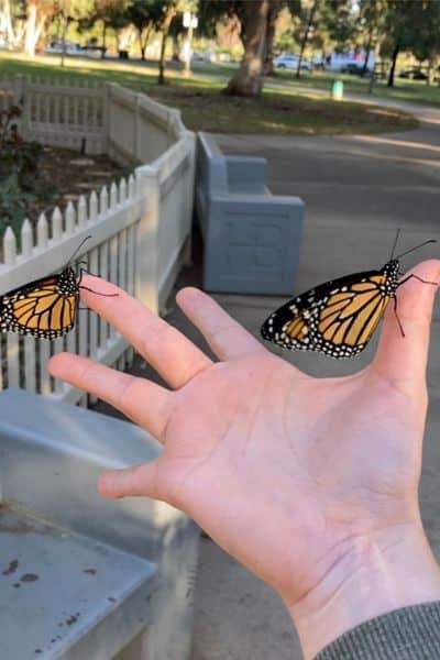 hand with two monarch butterflies perched on the fingers