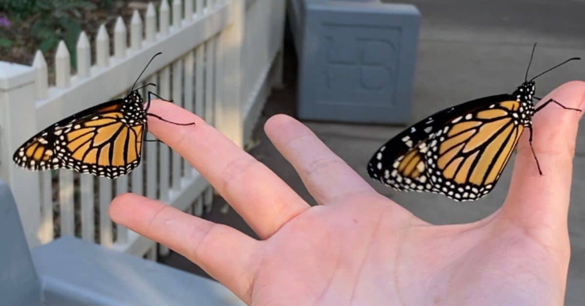 hand holding monarch butterflies