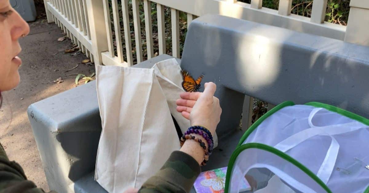 person holding a butterfly