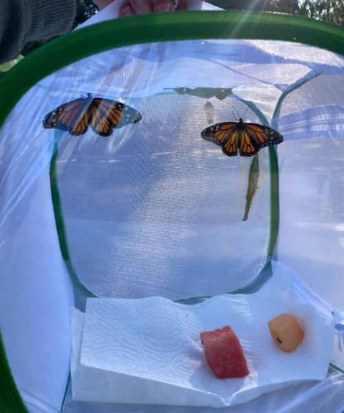 butterflies inside of a mesh box