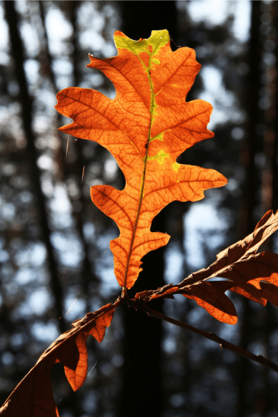 orange fall leaf