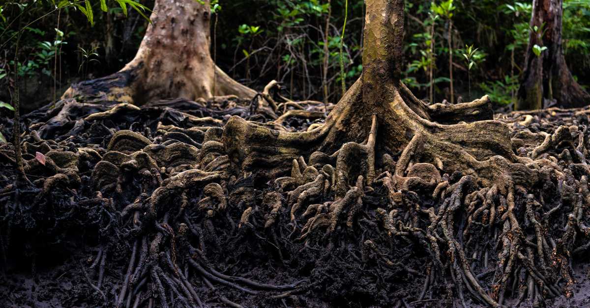 intertwined tree roots