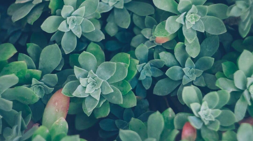 Introducing: PRATI Foundations in Psychedelic Medicine